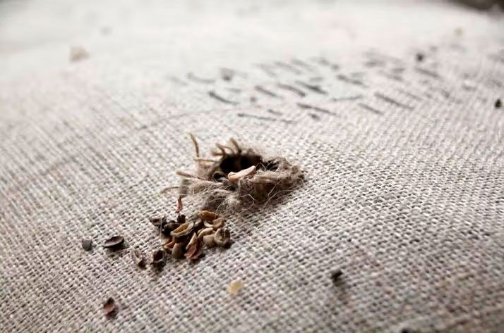 Gnavemærker gnavere