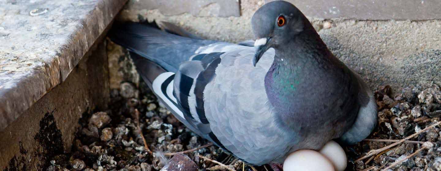 Hvor bygger duer reder?