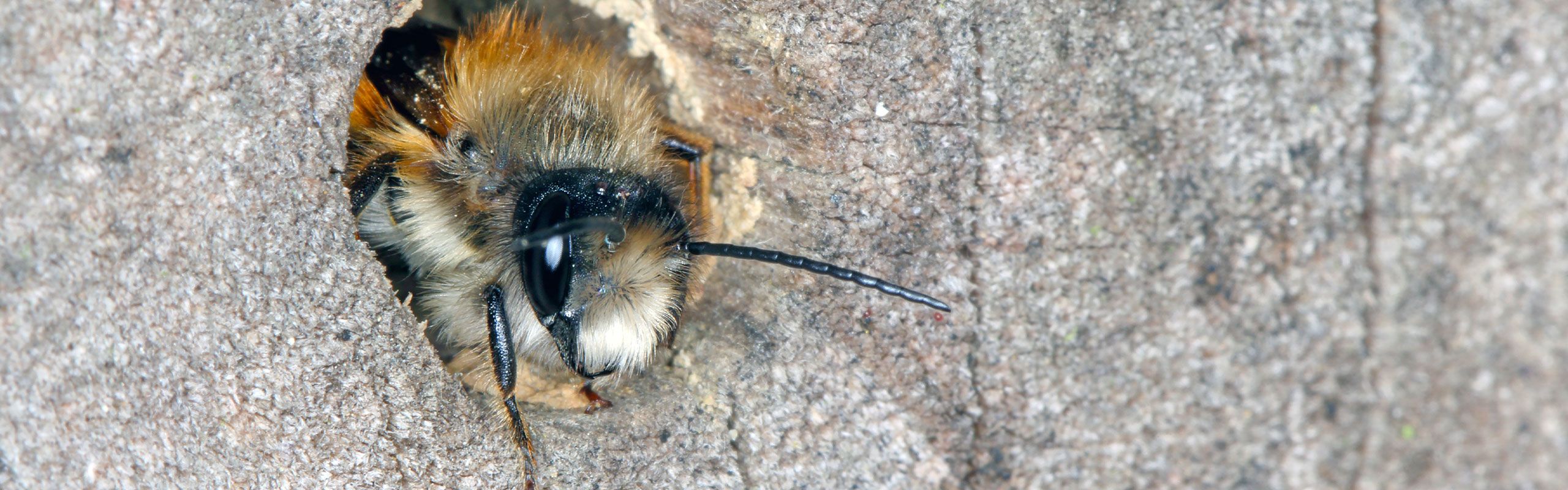 Bekæmpelse af murbier