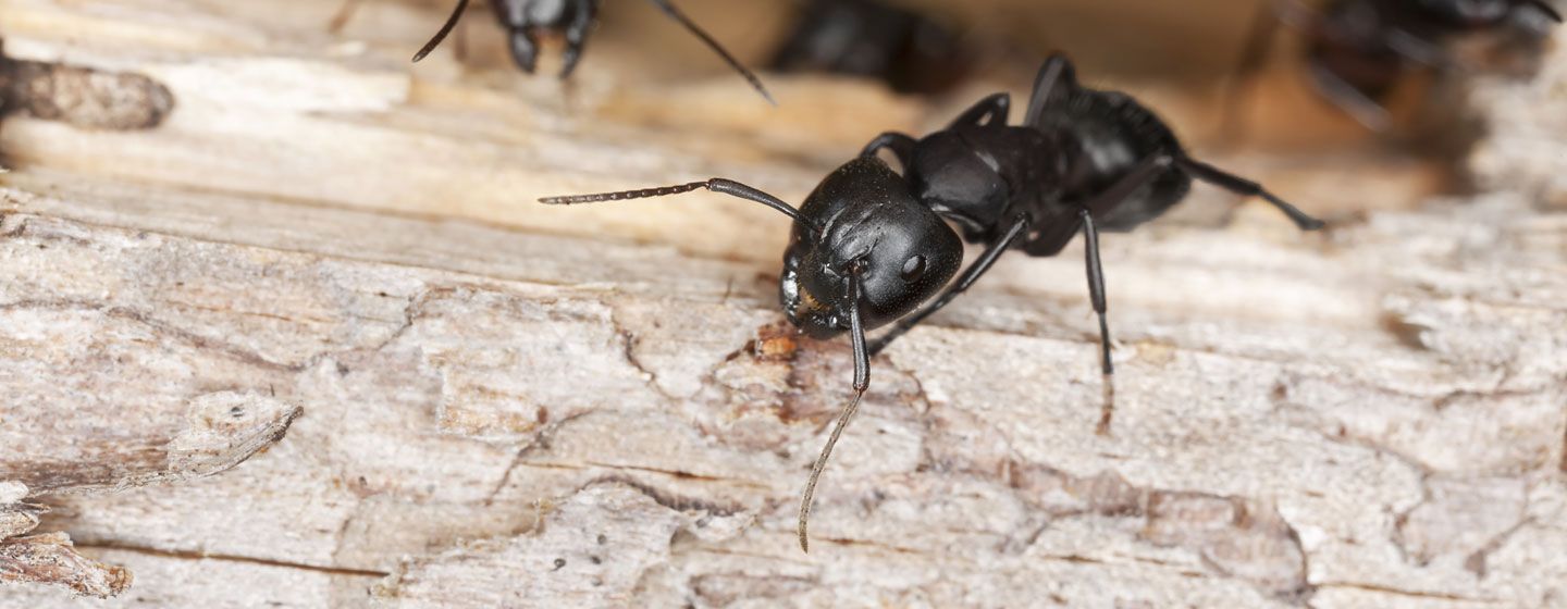 Myrebekæmpelse i Silkeborg