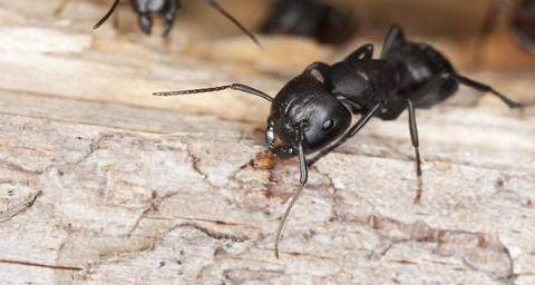 Hvorfor er myrer så stærke? Få svaret her - Anticimex