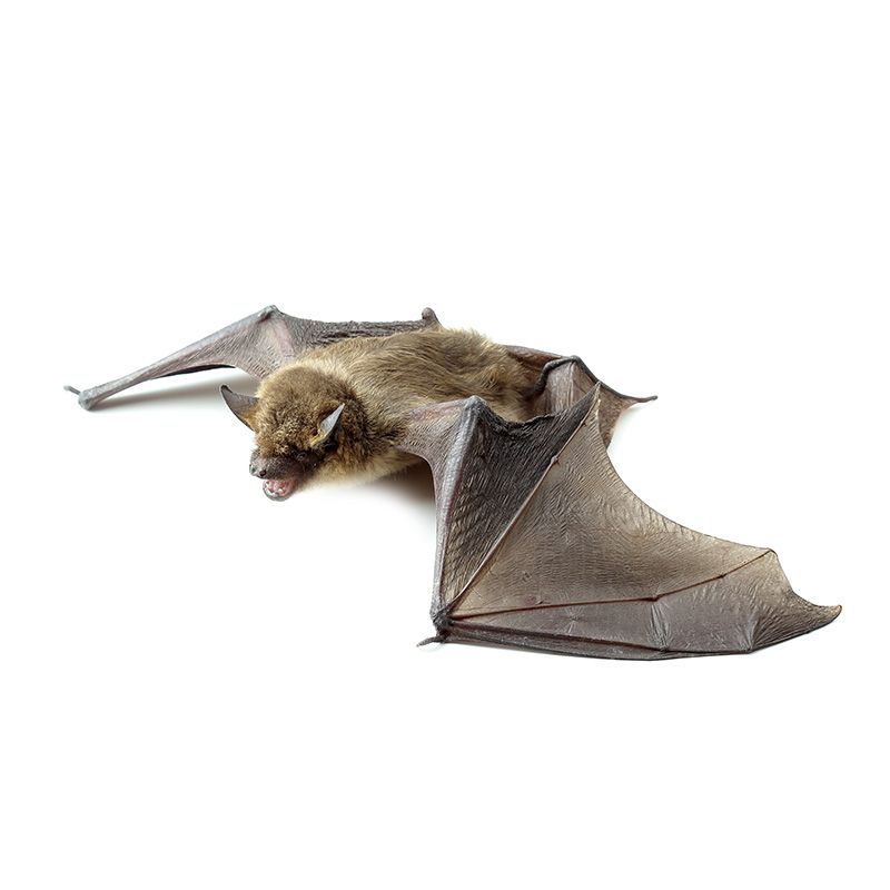 Fjernelse af flagermus - det klarer Anticimex