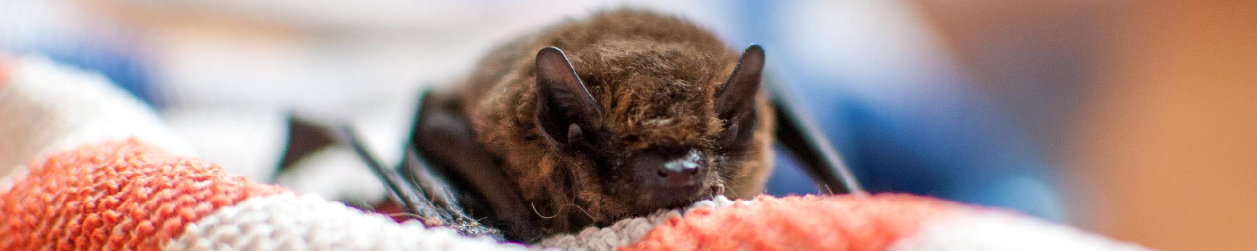 Er flagermus i Danmark farlige?