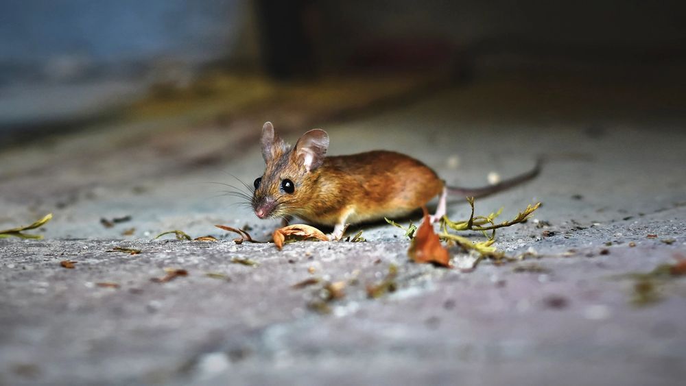 Skærm mus væk fra grunden