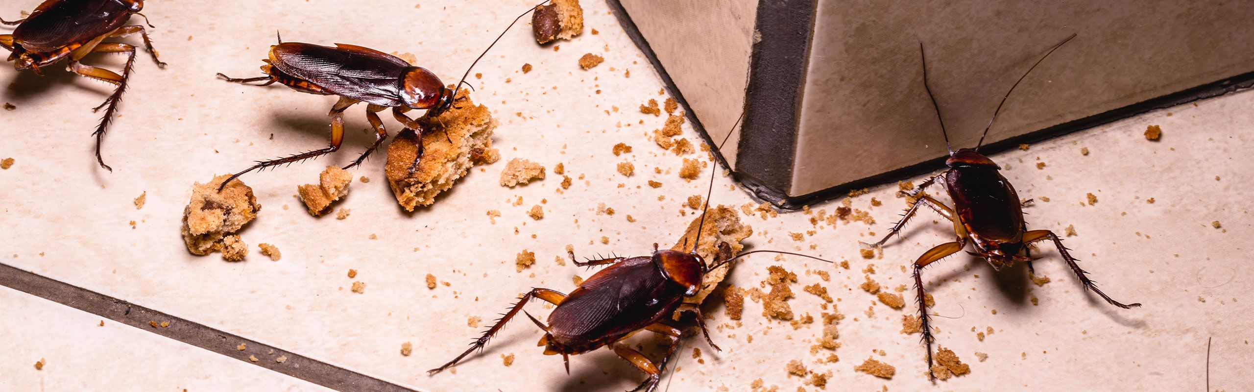 Kakerlakker i virksomheder