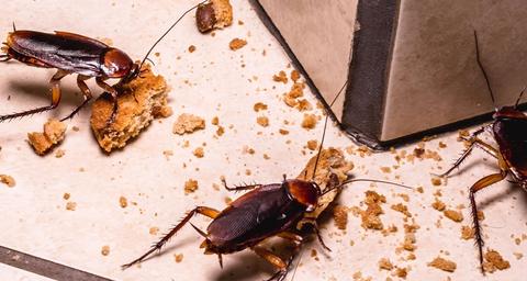 Kakerlakker i virksomheder