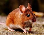 Bekæmpelse af mus - det klarer Anticimex