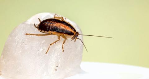 Sådan slipper du af med kakerlakker