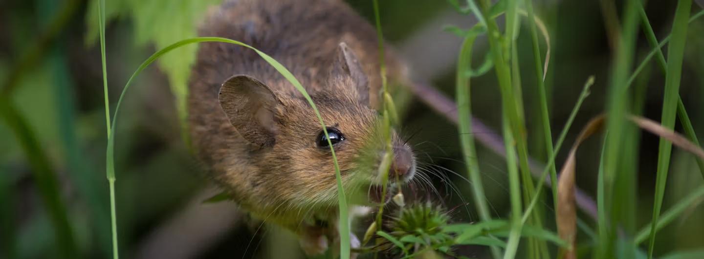 Undgå mus i haven