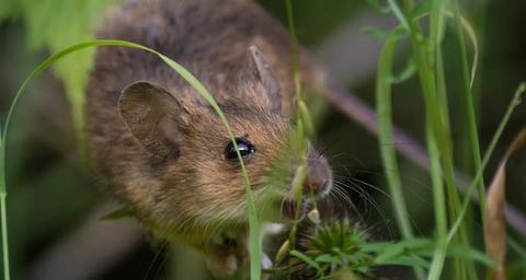 Undgå mus i haven