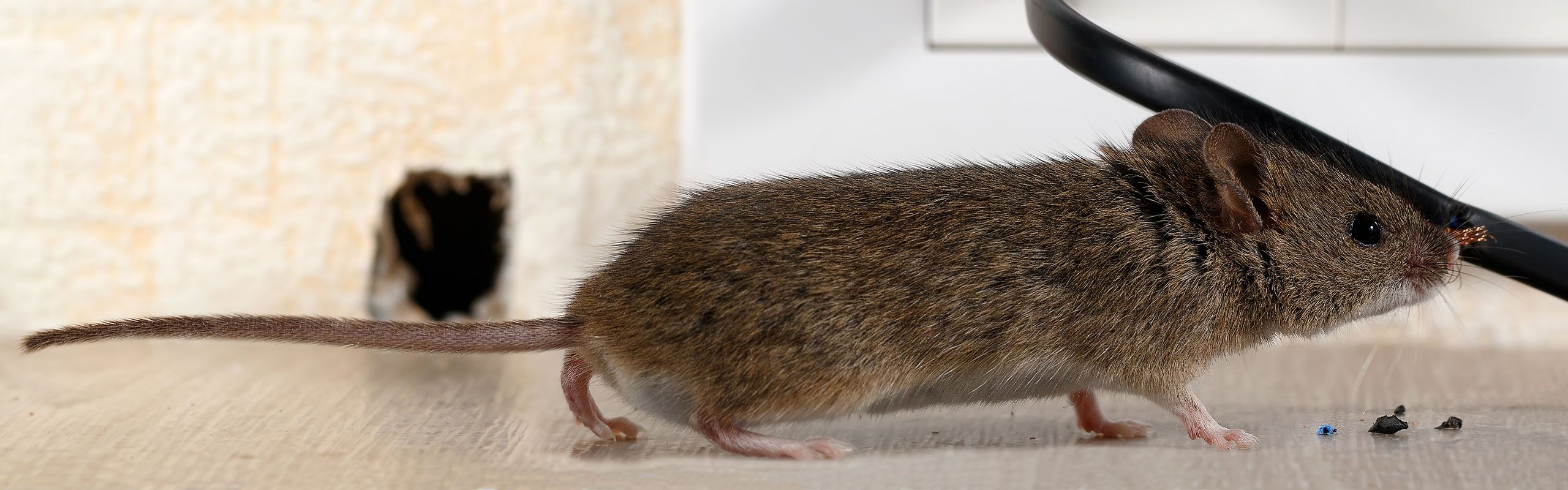 Husmus gnaver i ledning