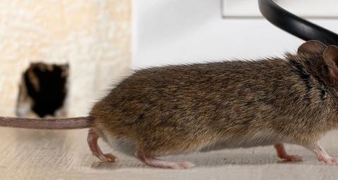 Husmus gnaver i ledning