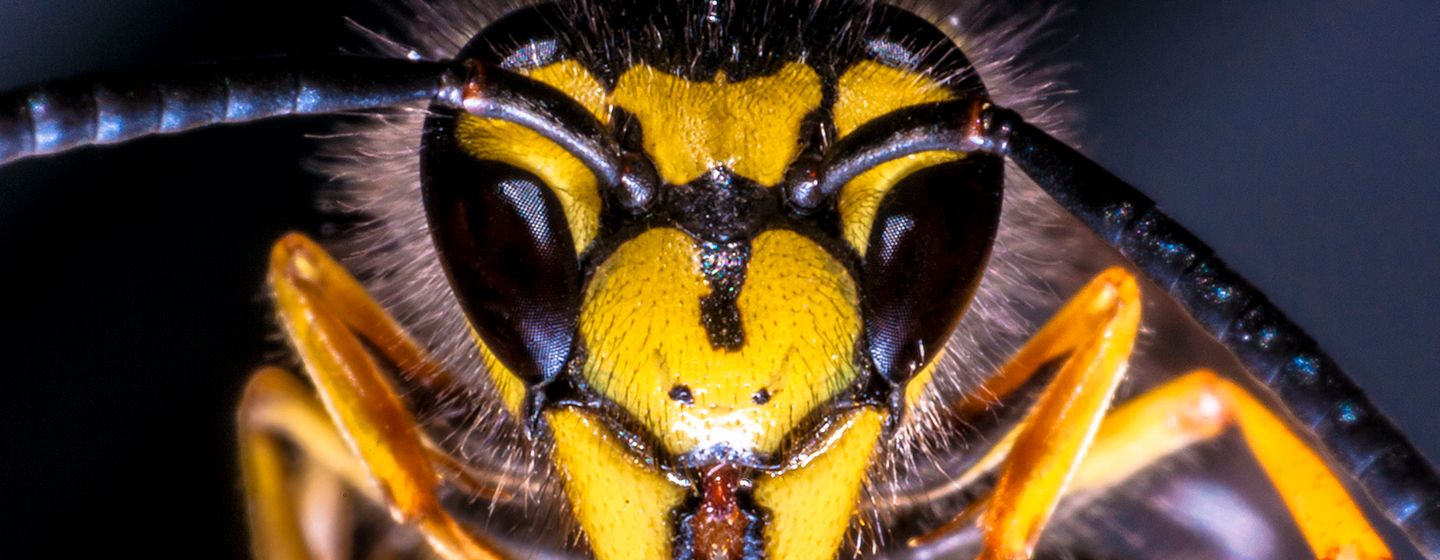 Problemer med hvepse? Kontakt Anticimex på 69151744