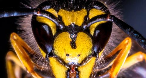 Bekæmpelse af hvepse og hvepsebo i Jylland – det klarer Anticimex.