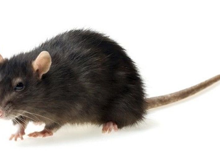 Pet Rotte Rottetyper - Anticimex