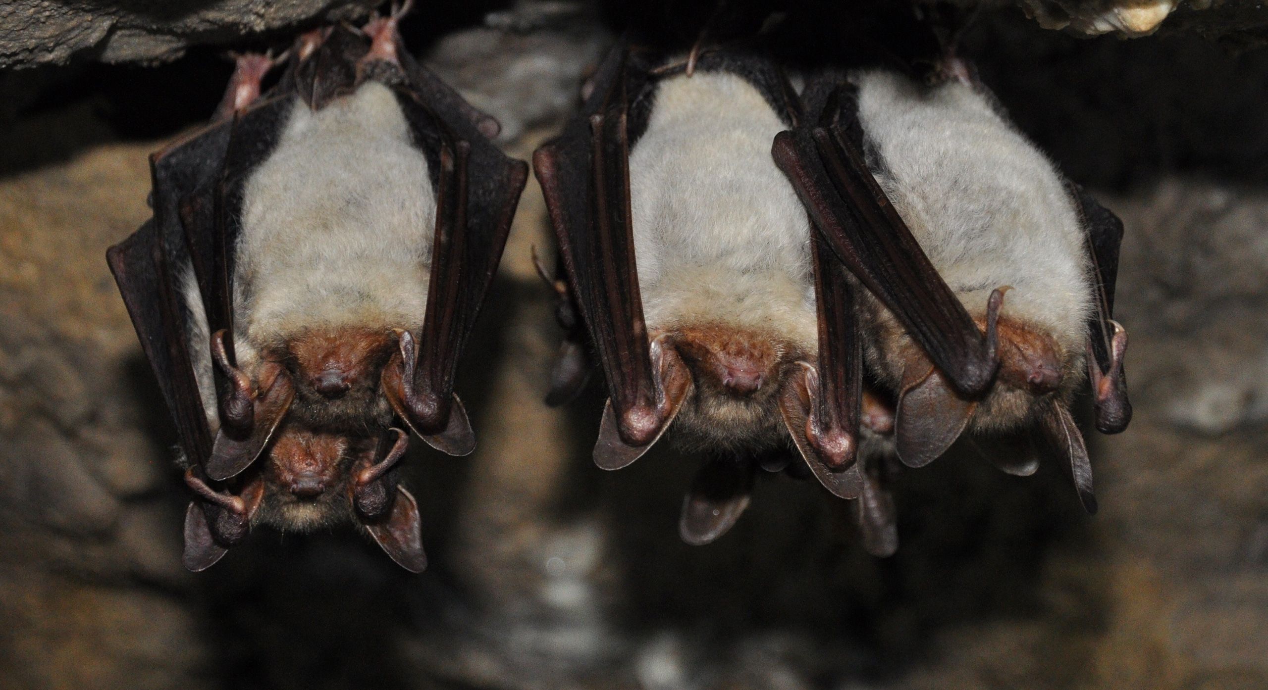 Udfordringer med flagermus? Anticimex kan hjælpe dig