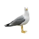 Måge