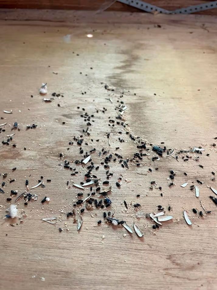 mus lort ekskrementer