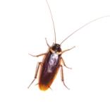 Tysk kakerlak - Blattella germanica