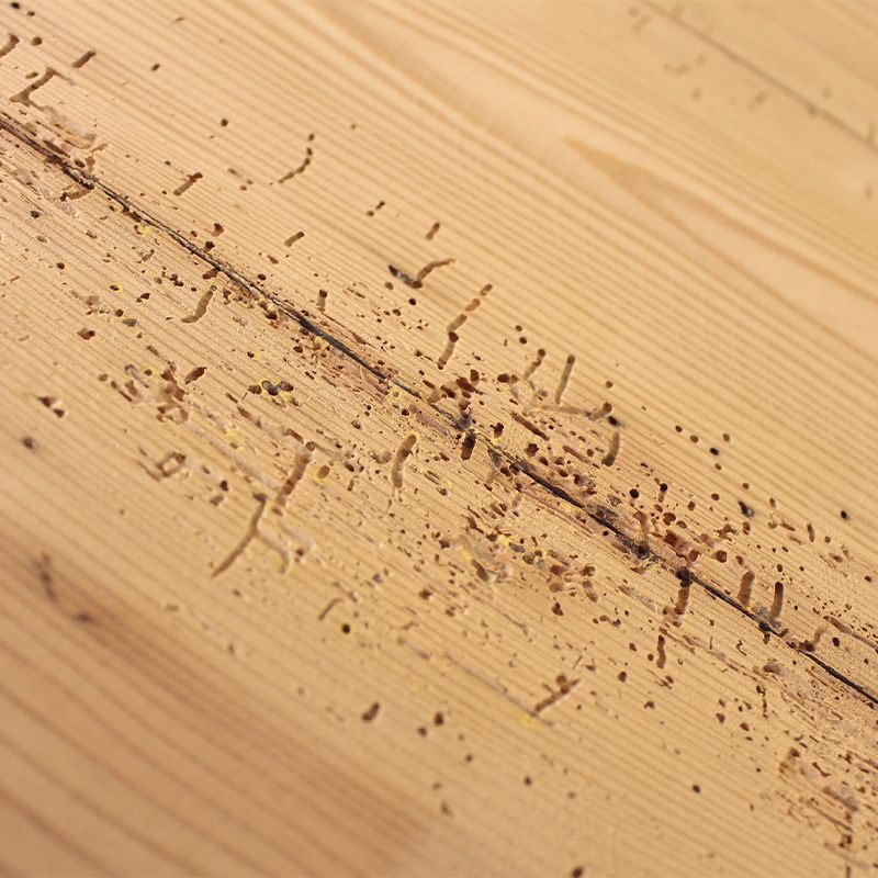 Huller og skader efter borebiller