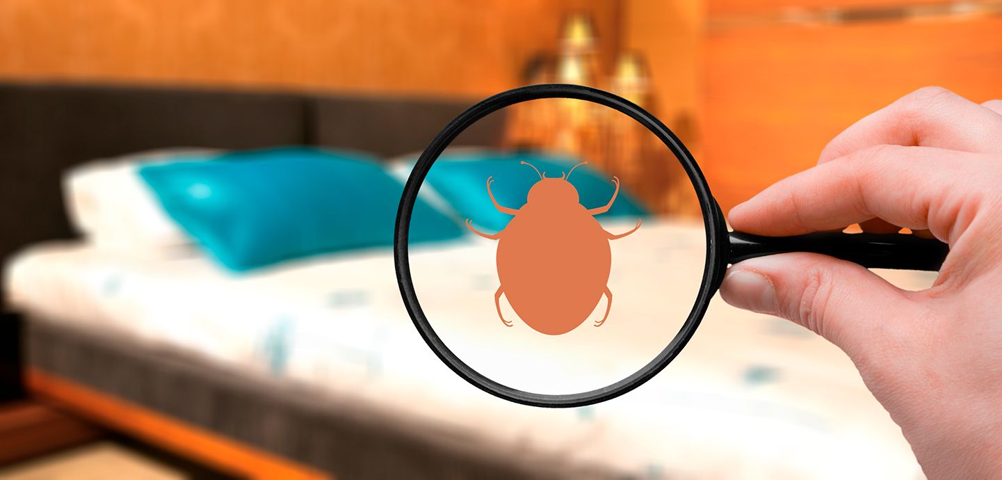 Bekæmpelse af væggelus