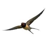 Flyvende svale