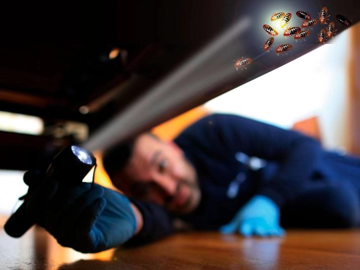 Inspektion skadedyr hotel