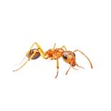 Faraomyre - lille og gullig myre