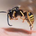 Bekæmpelse af hvepse og hvepsebo - det klarer Anticimex