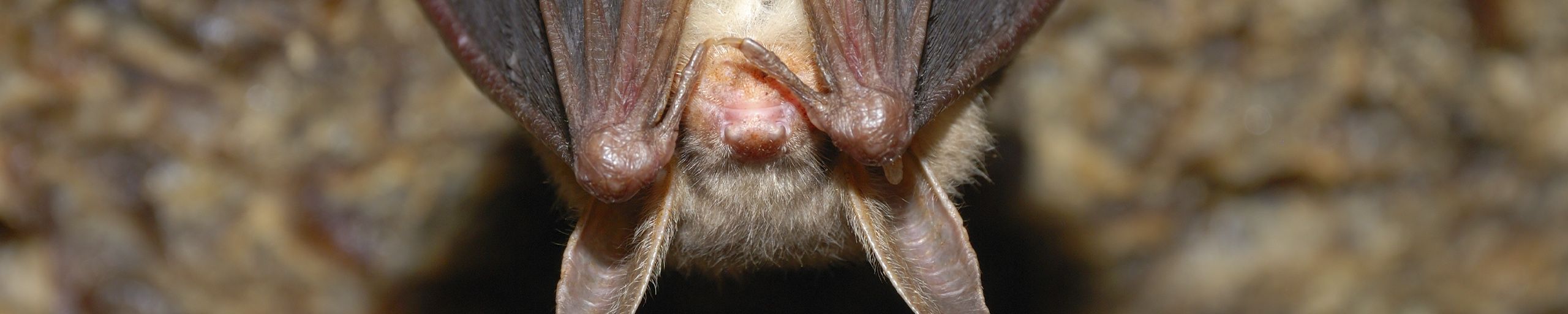 Flagermus på loftet