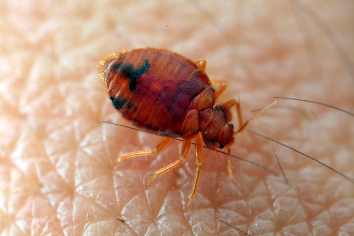 Hvordan ser væggelus ud?