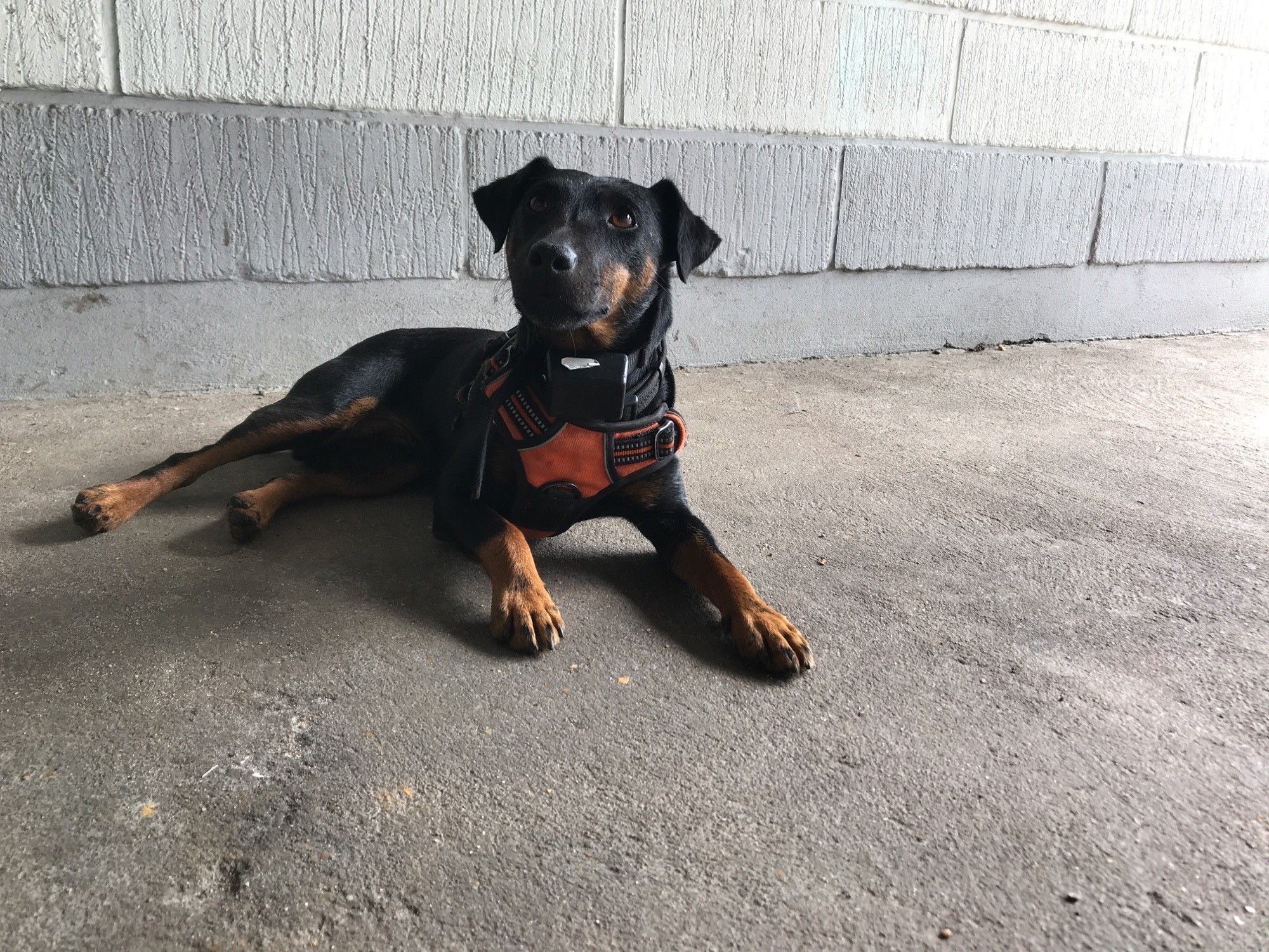 Rottehunde - gode til at lokalisere og fange rotte