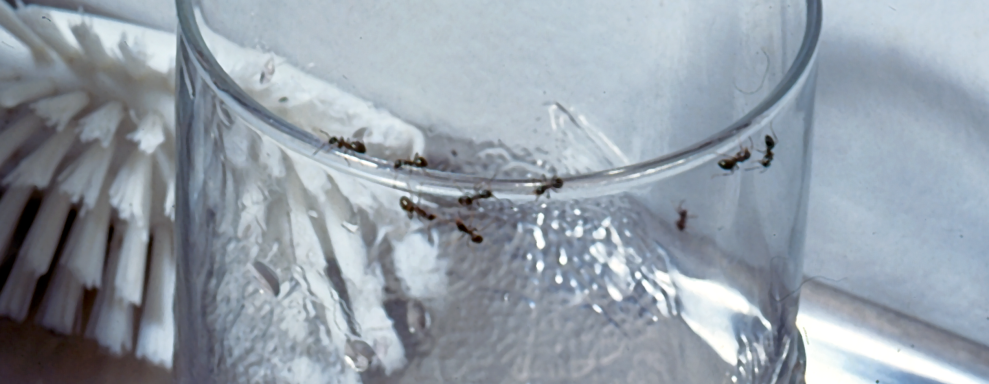 Myrebekæmpelse - det klarer Anticimex