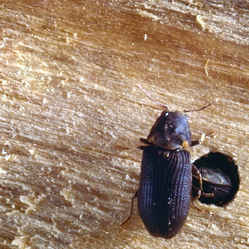 Hvordan ser en borebille ud?