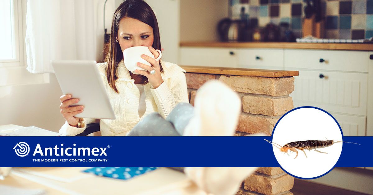 Skægkræ forstyrrer husfreden