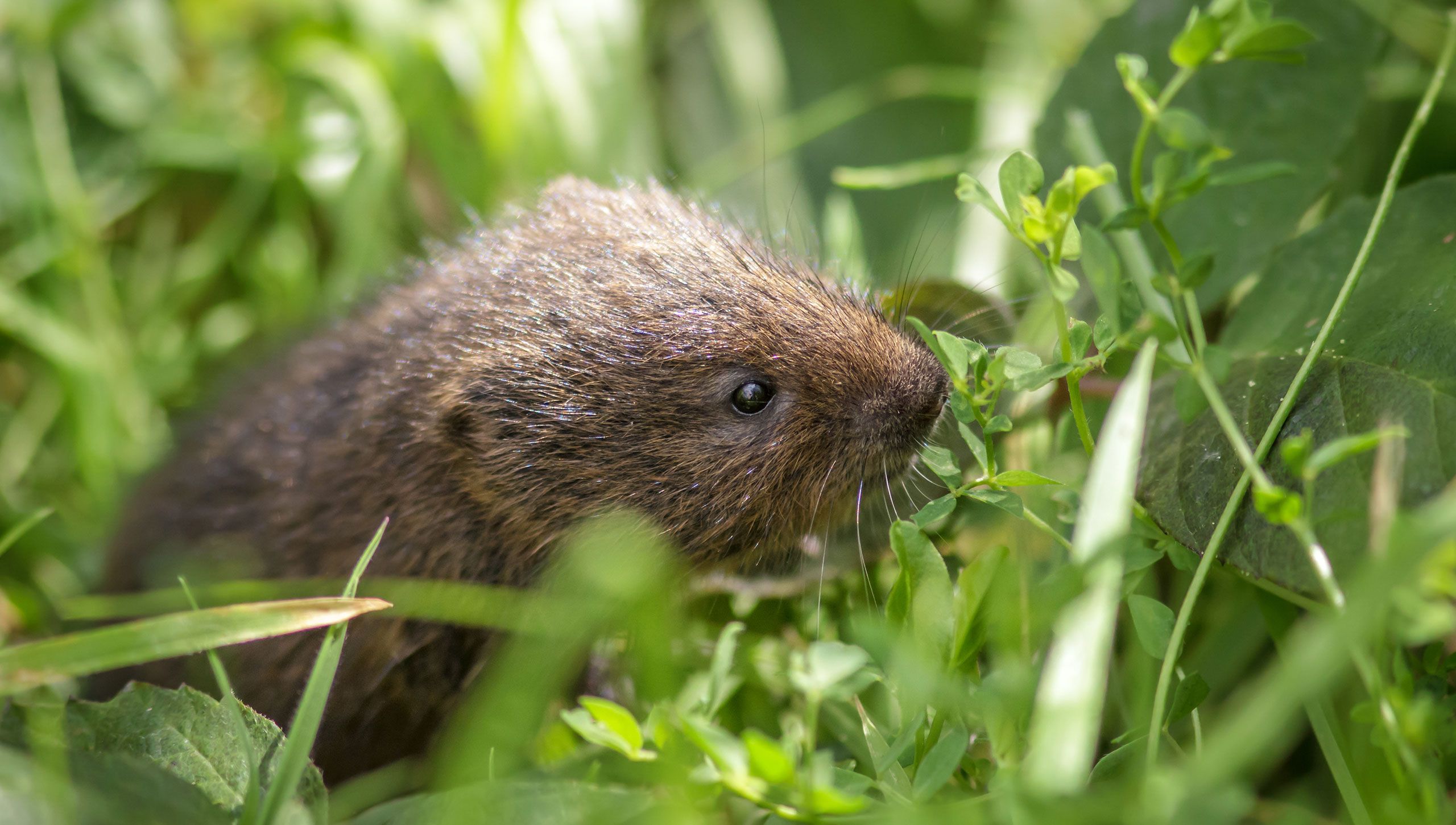 Mosegris eller rotte?