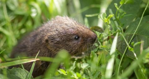 Mosegris eller rotte?