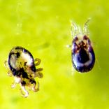 Fuglemider
