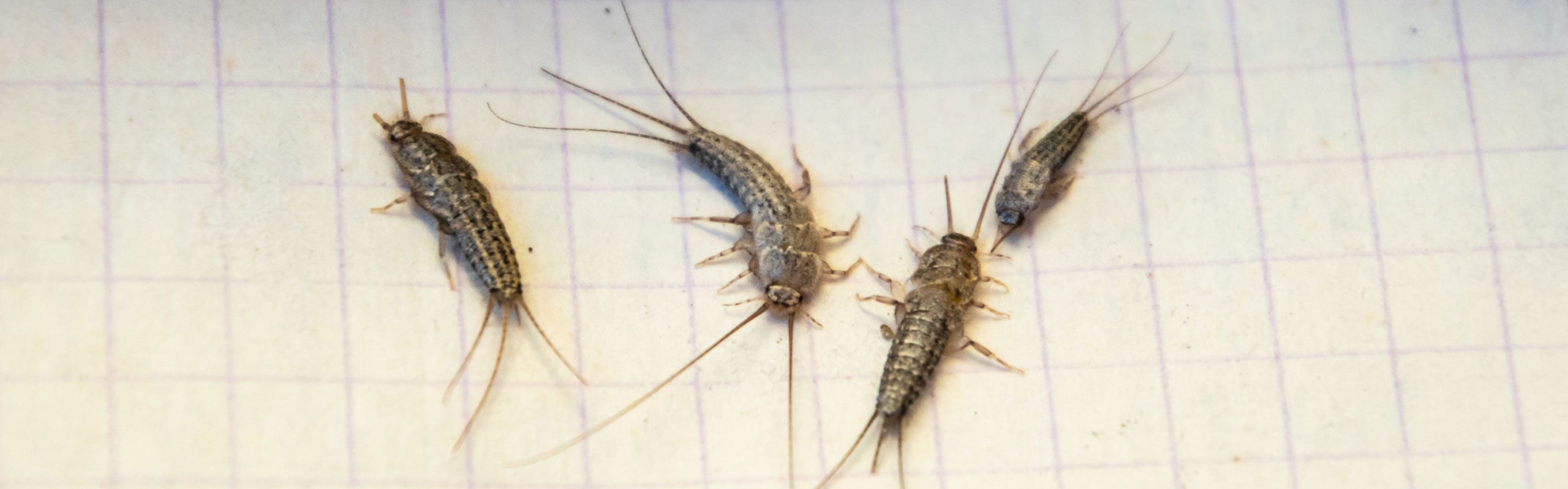 Hvordan ved jeg, at jeg har skægkræ?