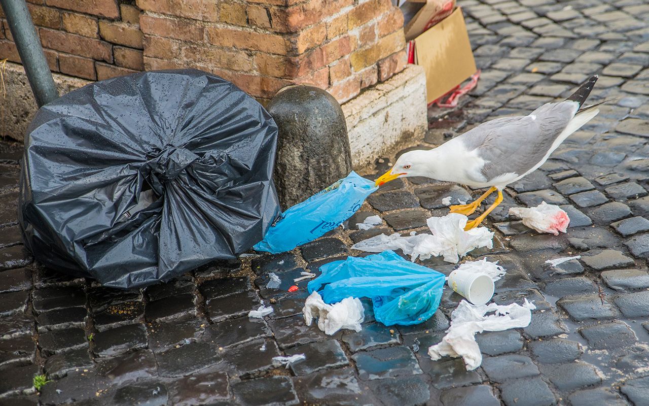 Måge roder i affald