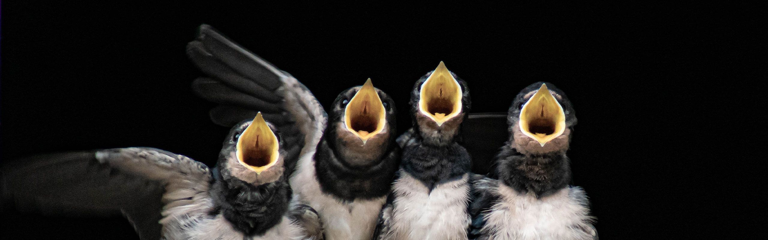 Hvilke skader forårsager svaler