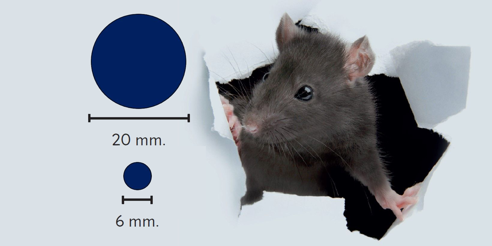 Hvordan kommer rotter ind