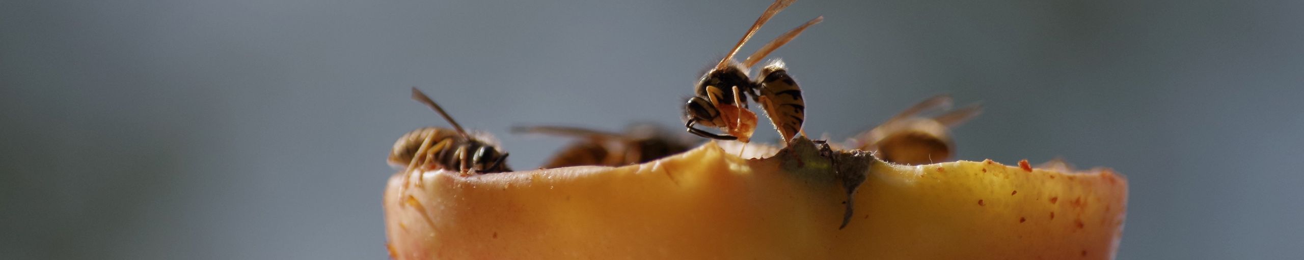 Bekæmpelse af hvepse og hvepsebo i Aarhus