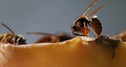 Bekæmpelse af hvepse og hvepsebo i Skanderborg – det klarer Anticimex.