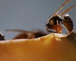 Bekæmpelse af hvepsebo i Skanderborg