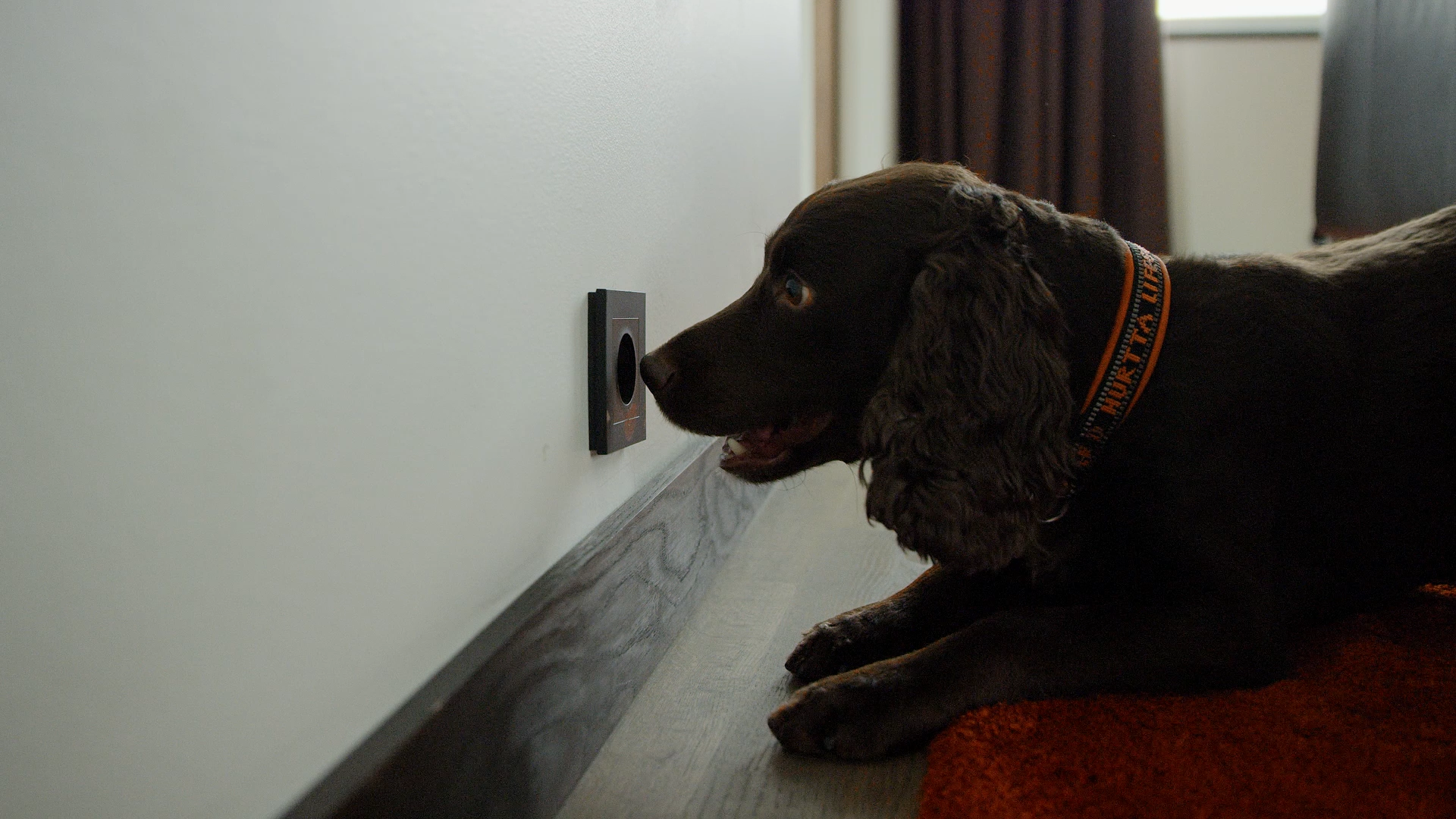 Væggelushunde er effektive i jagten på væggelus - Anticimex