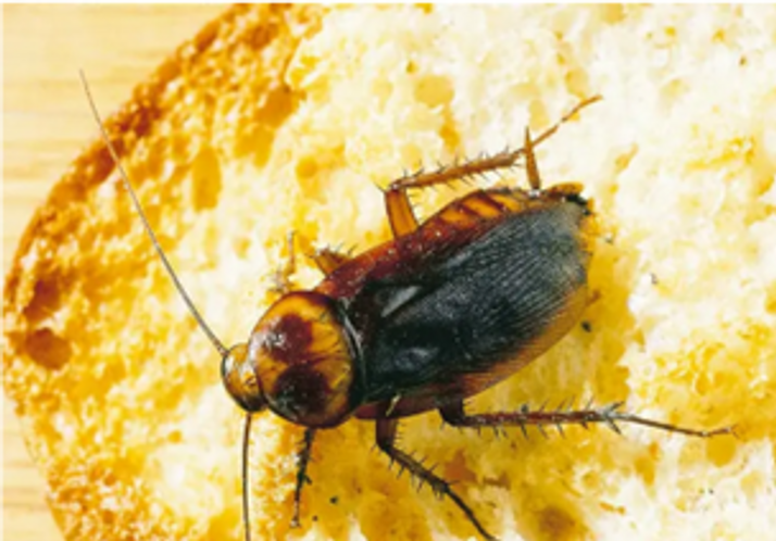 Undgår kakkerlakangreb i mad