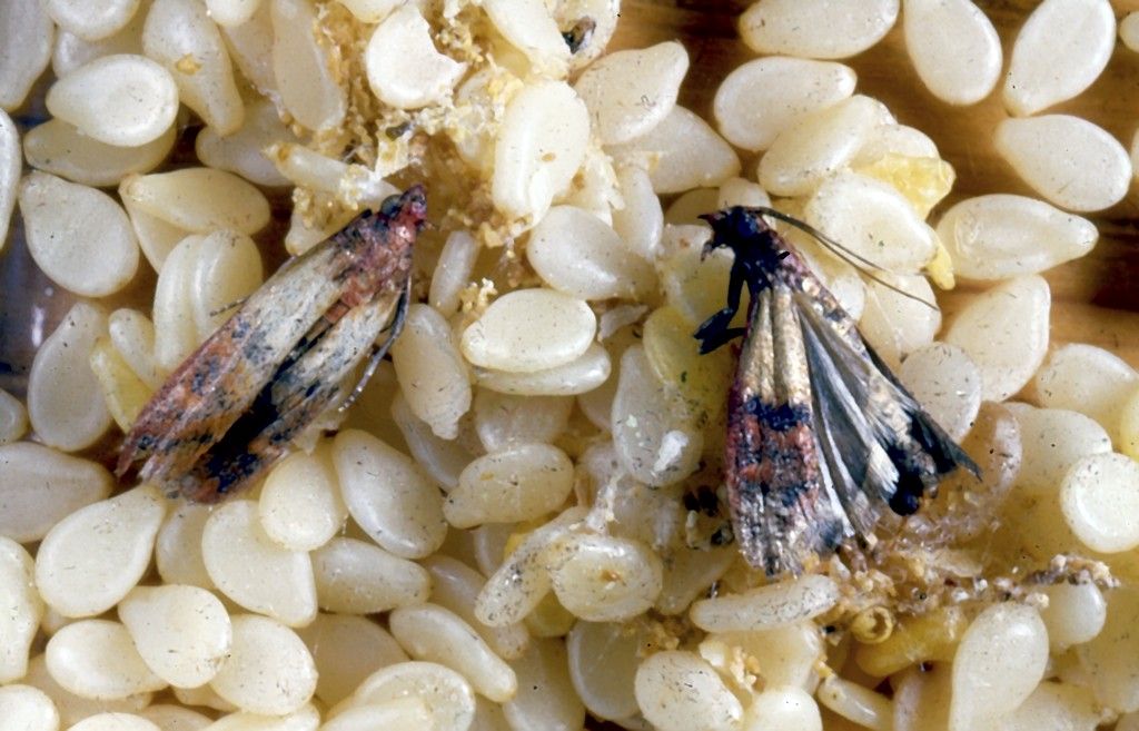 Møl i maden. Ikke lækkert. Anticimex bekæmper møl