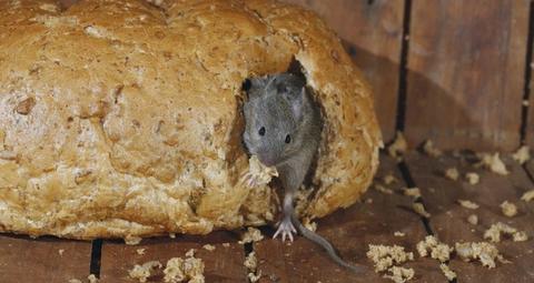 Mus forårsager skader og sygdomme