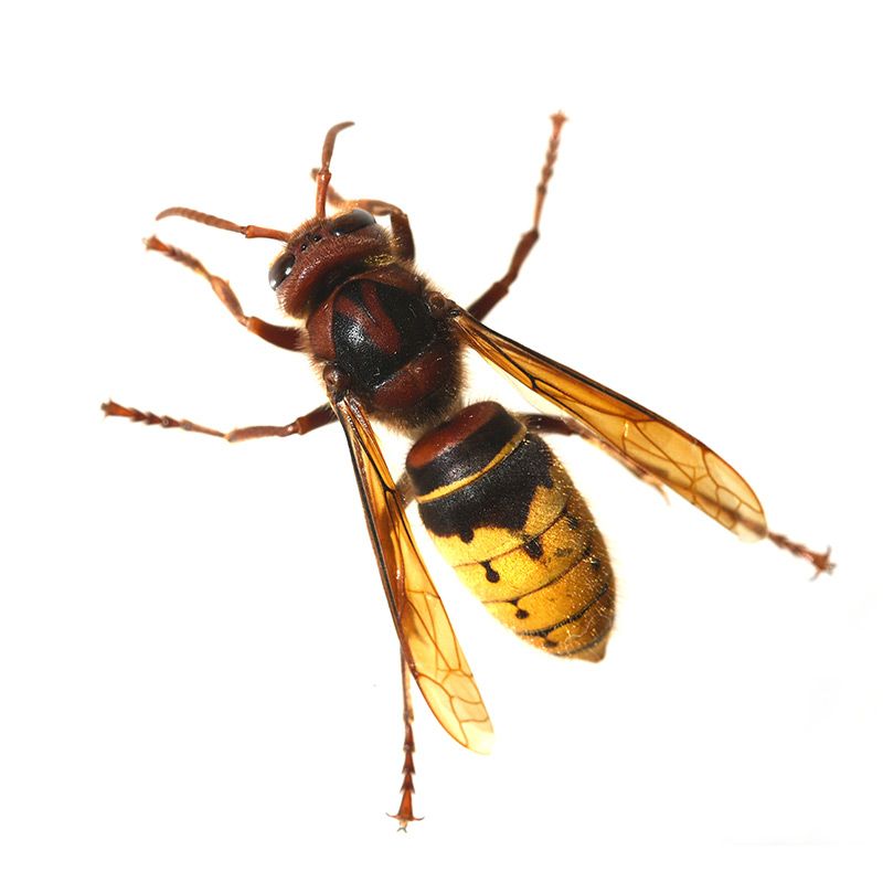 Stor gedehams (Vespa Crabo)